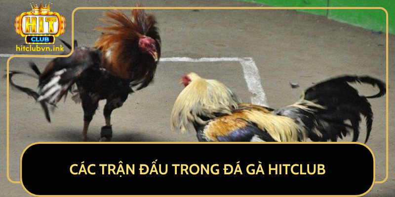 Các Trận Đấu Trong Đá Gà HitClub Các Trận Đấu Trong Đá Gà HitClub