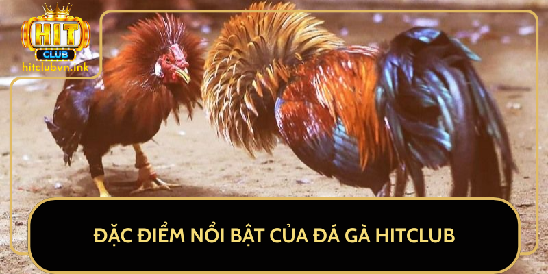 Đặc Điểm Nổi Bật Của Đá Gà HitClub Đặc Điểm Nổi Bật Của Đá Gà HitClub