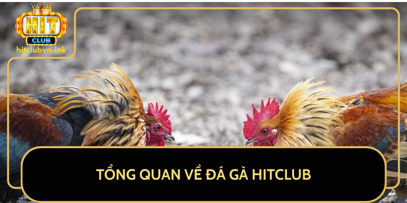 Tổng Quan Về Đá Gà HitClub Tổng Quan Về Đá Gà HitClub